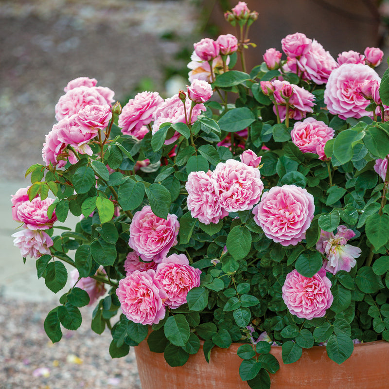 Rose David Austin Eustacia Vye Bare Root