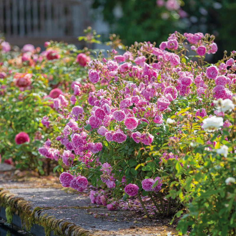 Rose David Austin Harlow Carr Bareroot