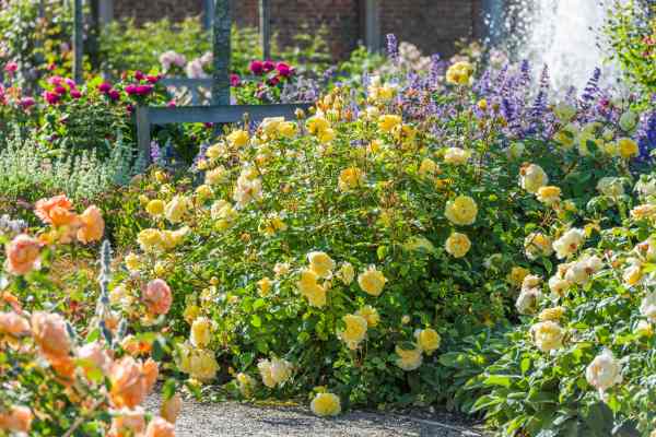 David Austin Poet's Wife Rose - 3 Gallon