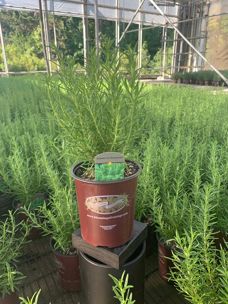 Rosemary Barbecue - 1 Gallon