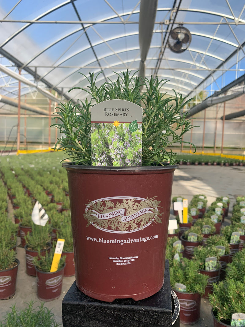Rosemary Blue Spire - 1 Gallon