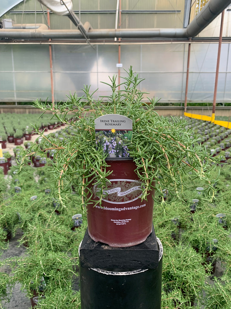 Rosemary Trailing Irene - 1 Gallon