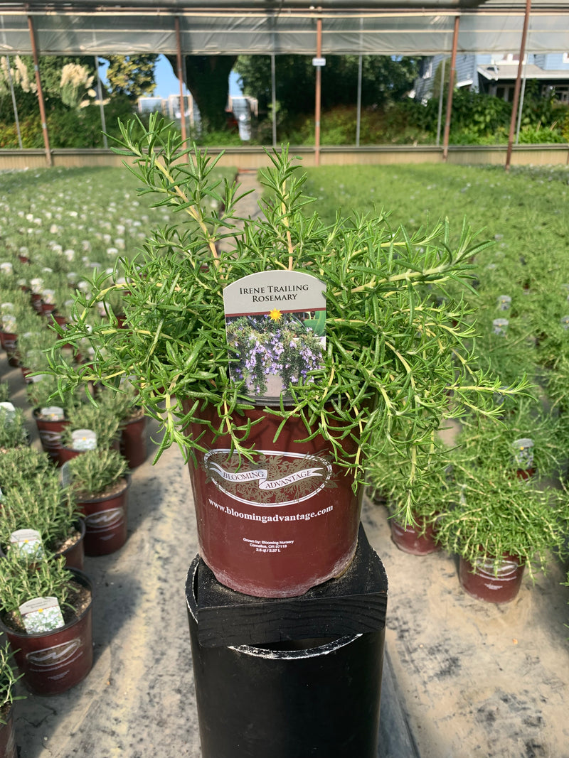 Rosemary Trailing Irene - 1 Gallon