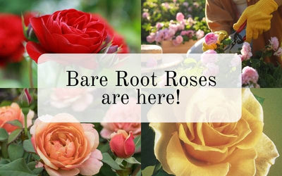 Pre-order Bare Root Roses Here!