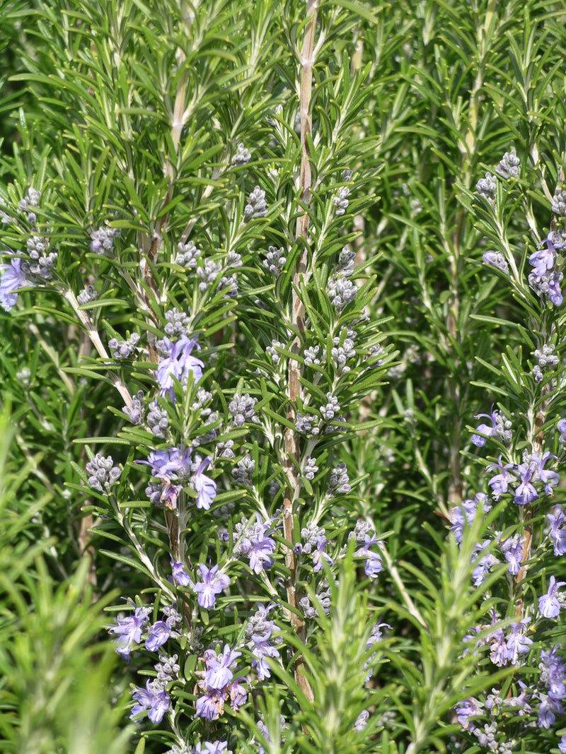 Rosemary Blue Spire - 1 Gallon