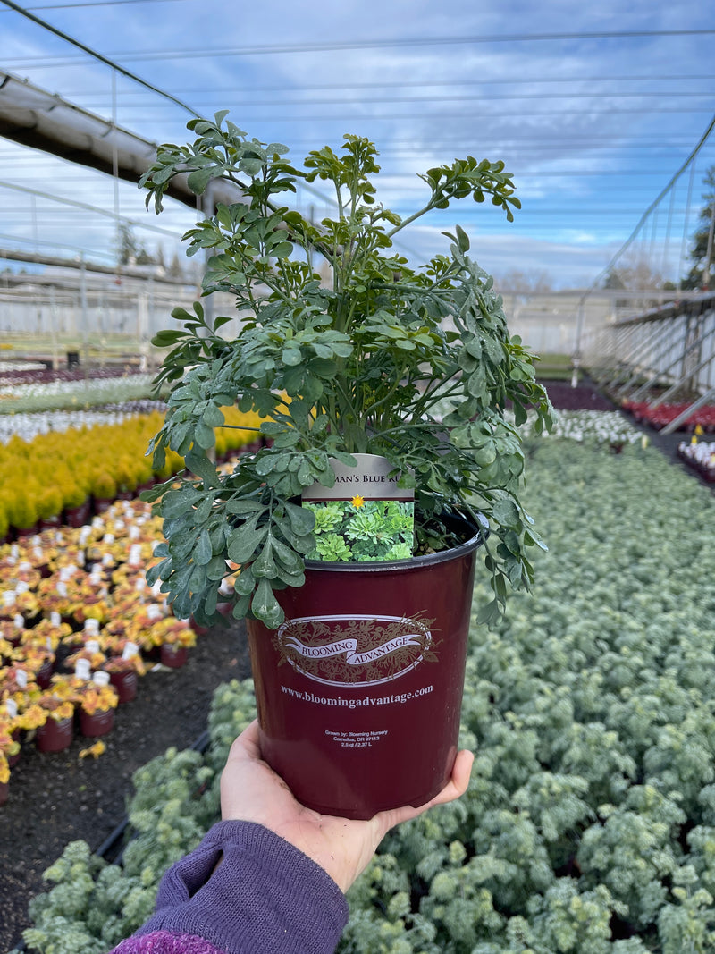 Rue Jackmans Blue - 1 Gallon