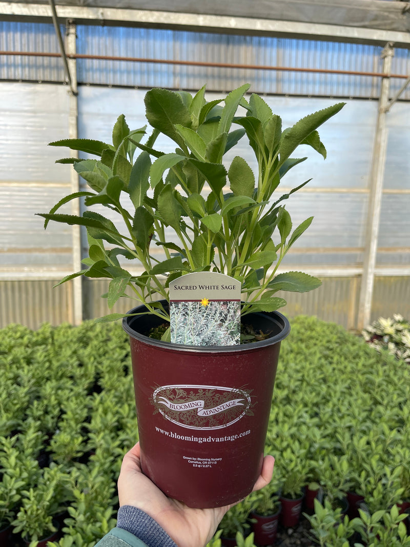 Sage Sacred - 1 Gallon