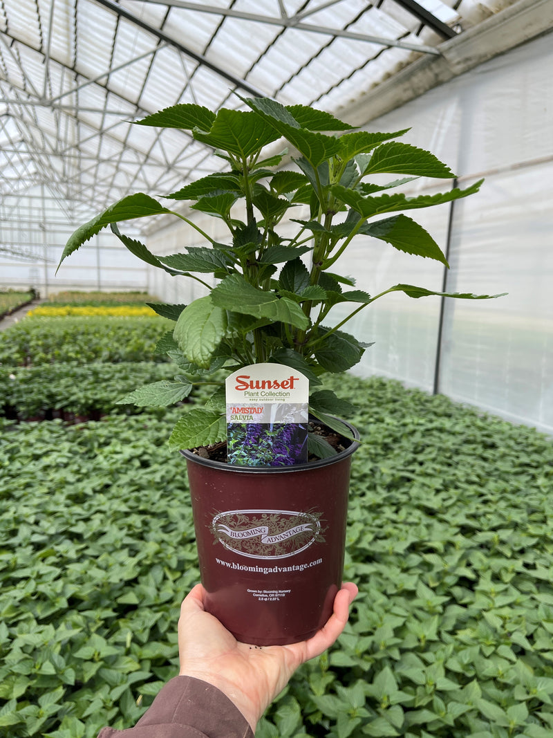 Salvia Amistad - 1 Gallon