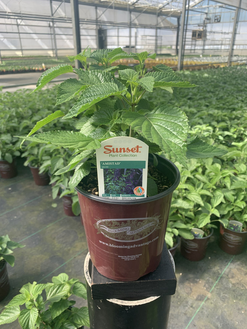 Salvia Amistad - 1 Gallon