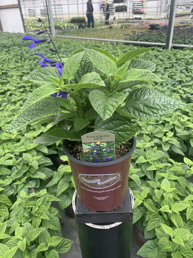 Salvia Black and Bloom - 1 Gallon
