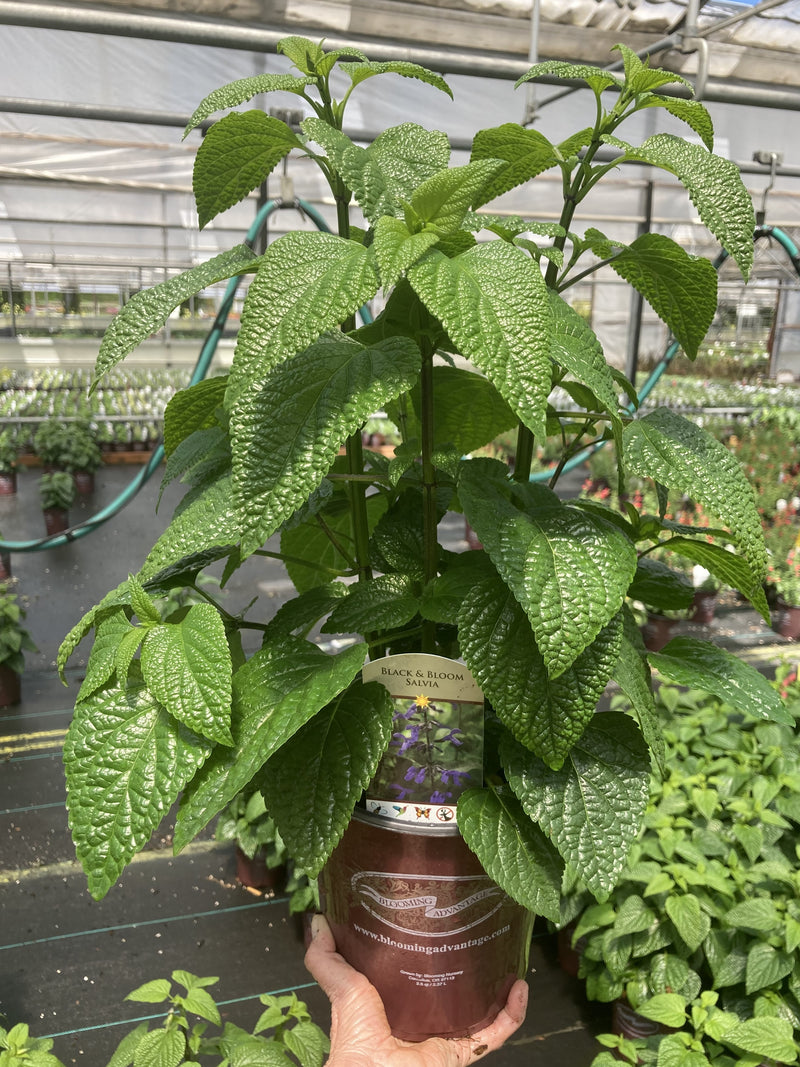 Salvia Black and Bloom - 1 Gallon