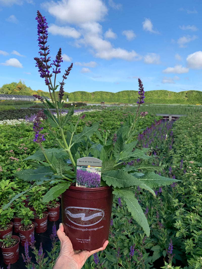 Salvia Blue By You - 1 Gallon