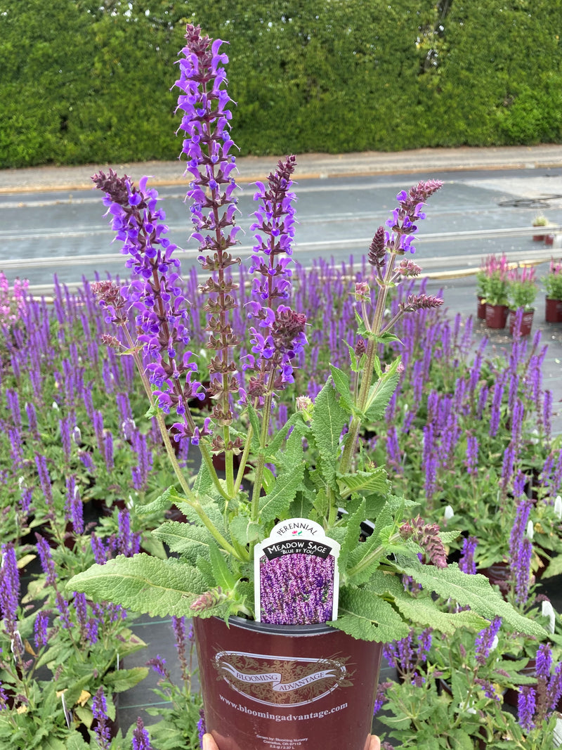 Salvia Blue By You - 1 Gallon