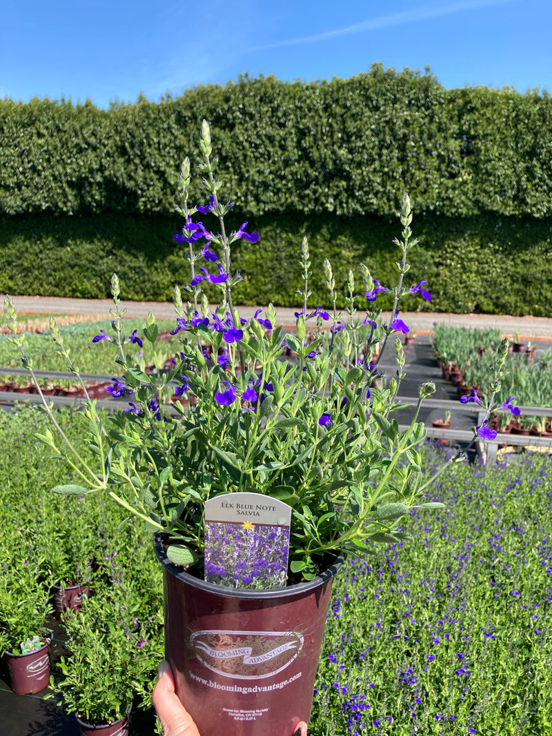 Salvia Elk Blue Note - Quart