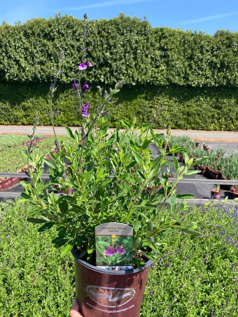 Salvia Oriental Dove - 1 Gallon