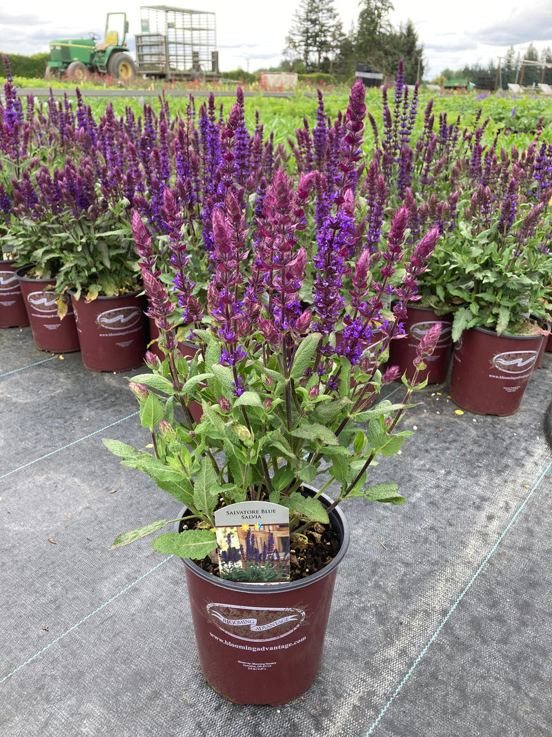 Salvia Salvatore Blue - 1 Gallon