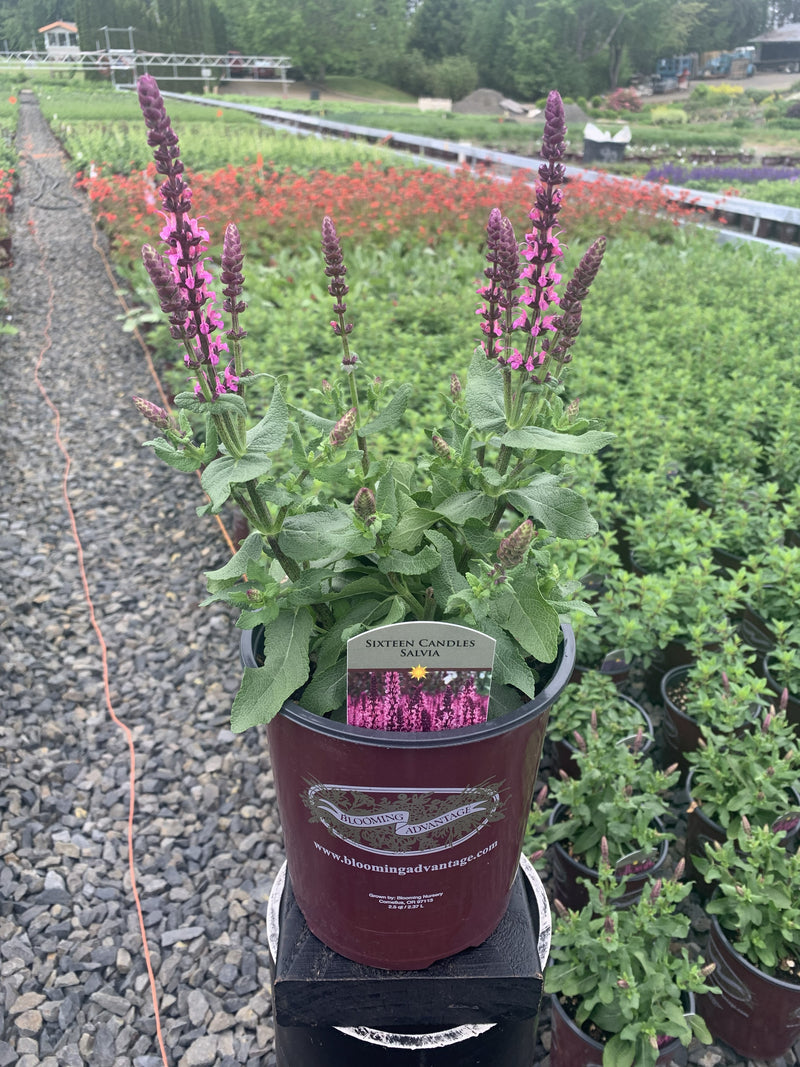 Salvia Sixteen Candles - 1 Gallon