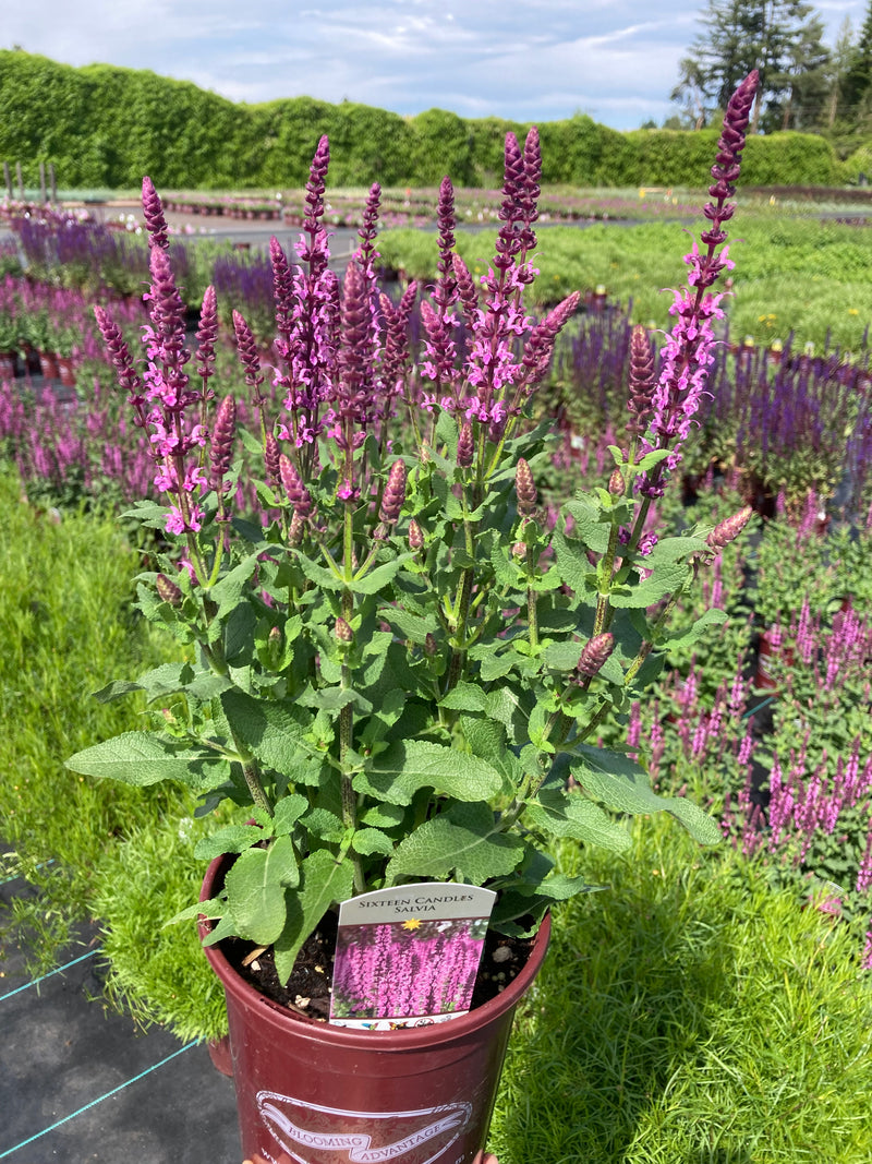 Salvia Sixteen Candles - 1 Gallon
