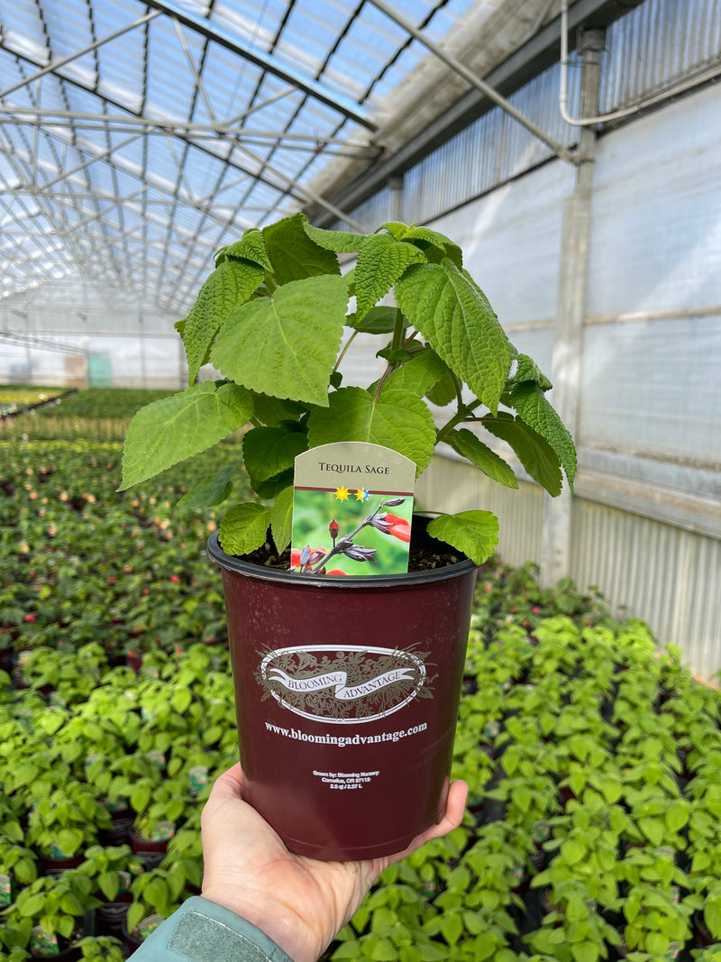 Salvia Tequila - 1 Gallon