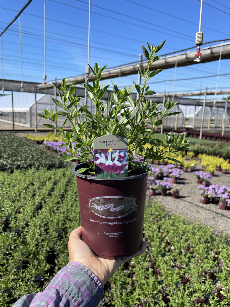 Salvia Amethyst Lips - 1 Gallon