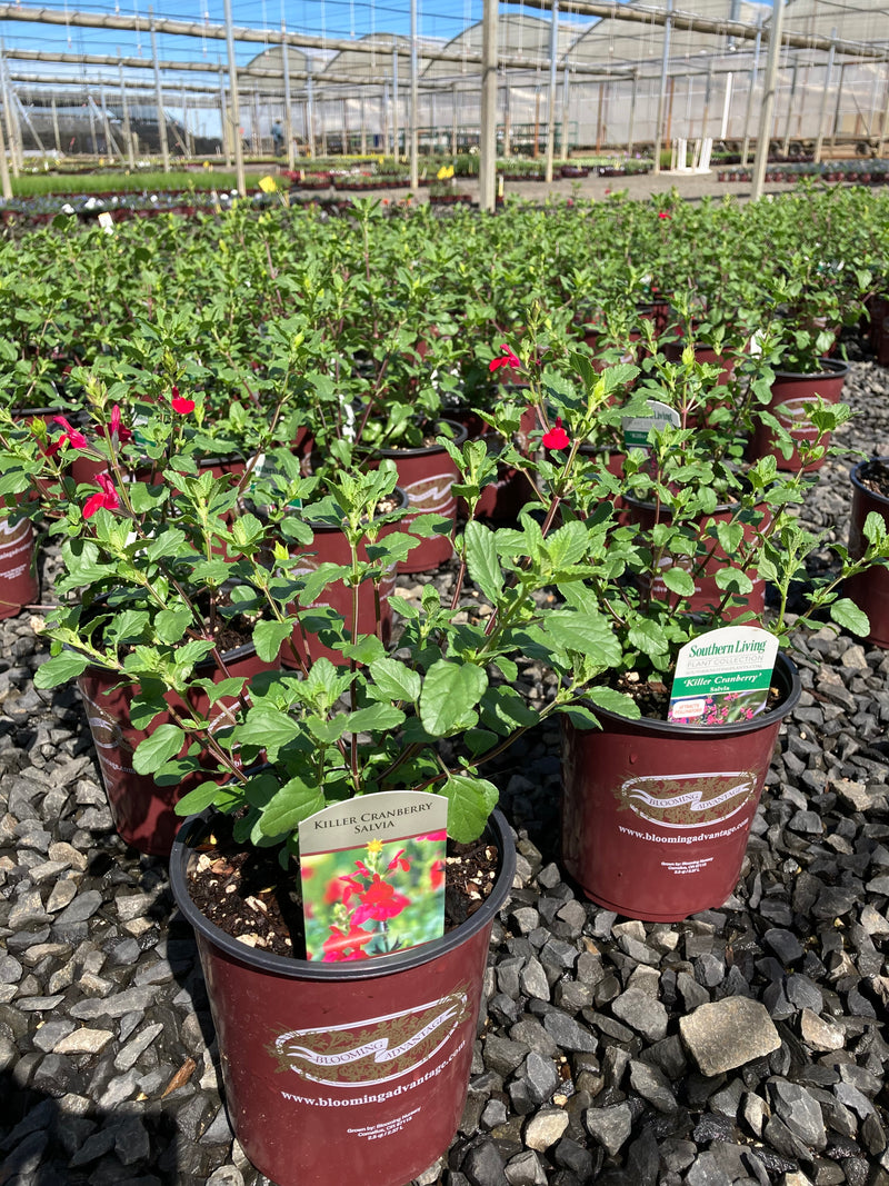 Salvia Killer Cranberry - 1 Gallon