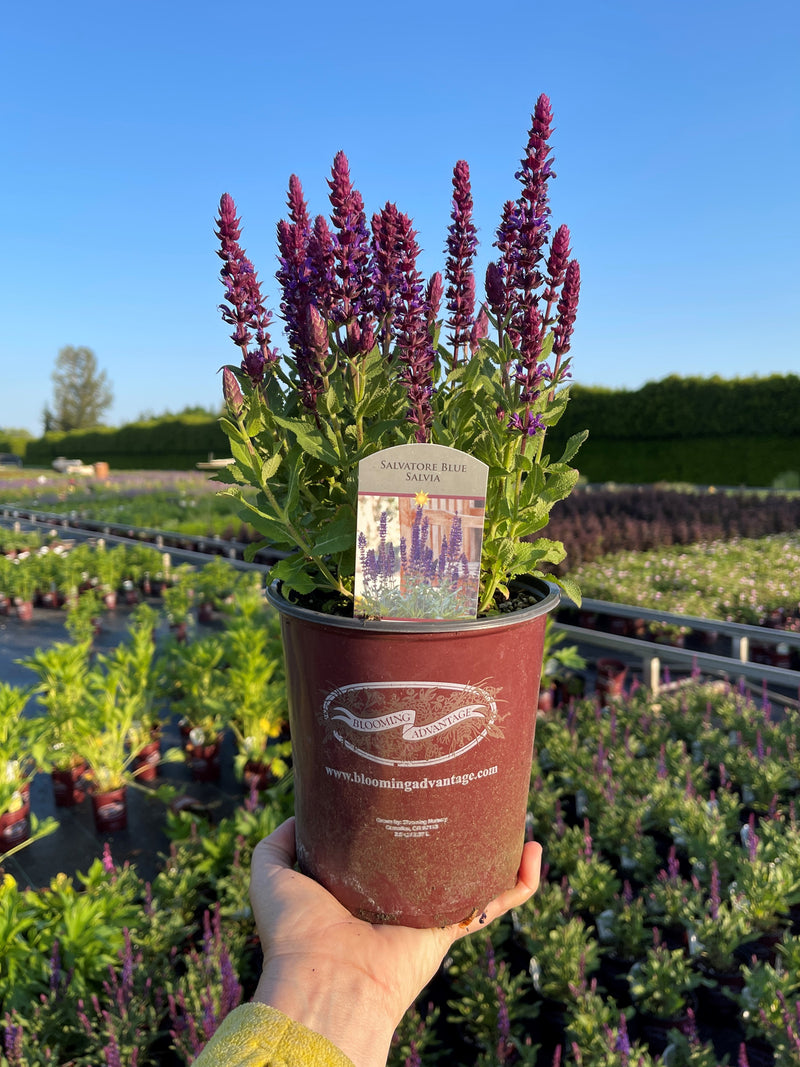 Salvia Salvatore Blue - 1 Gallon