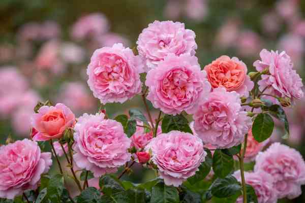 David Austin Strawberry Hill Rose - 3 Gallon — Blooming Junction