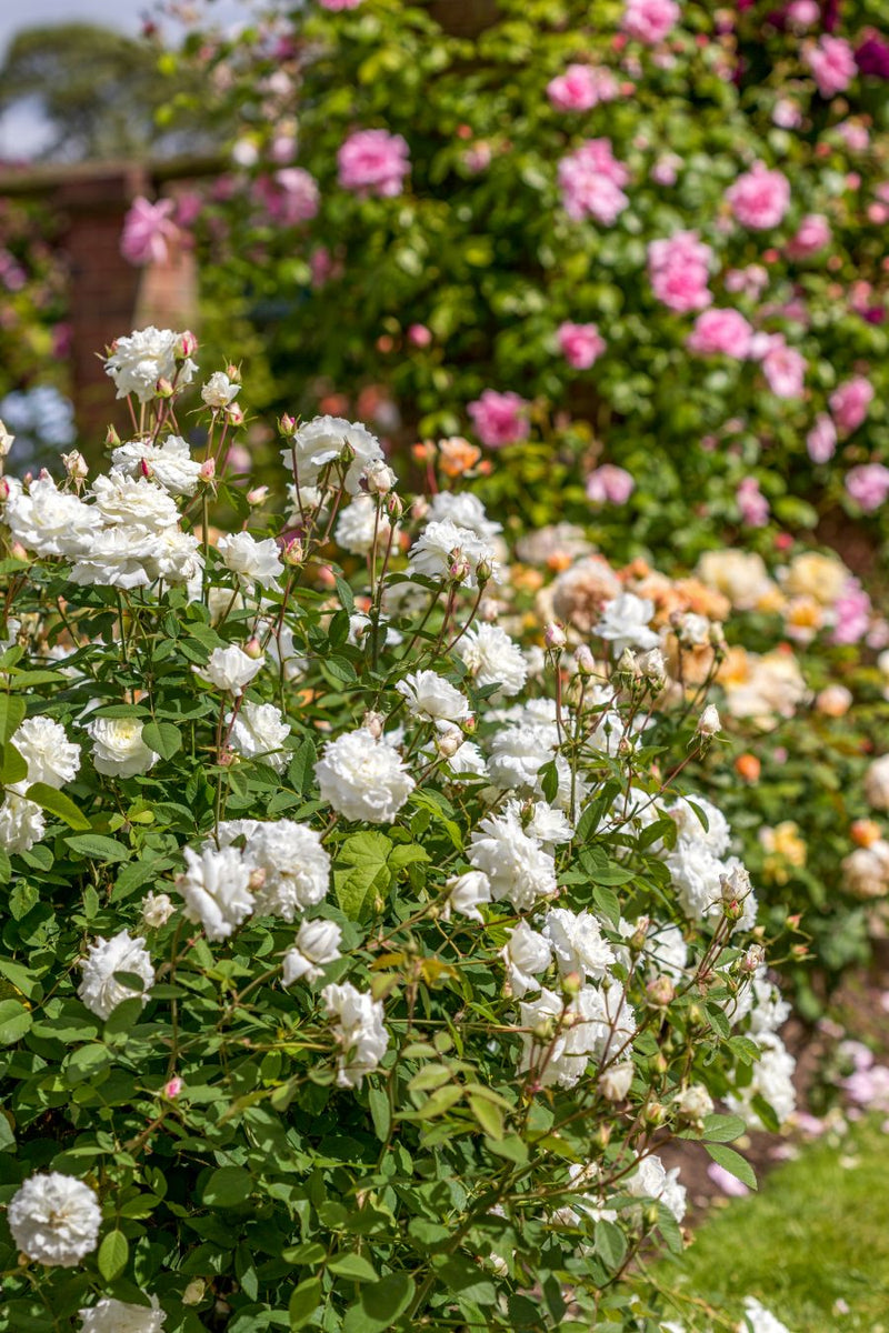 Rose David Austin Susan William Ellis Bare Root