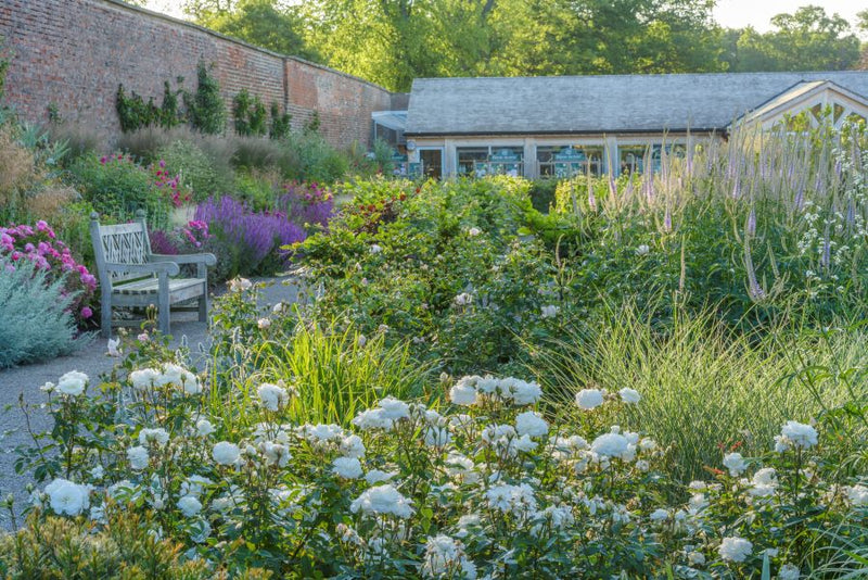 Rose David Austin Susan William Ellis Bare Root