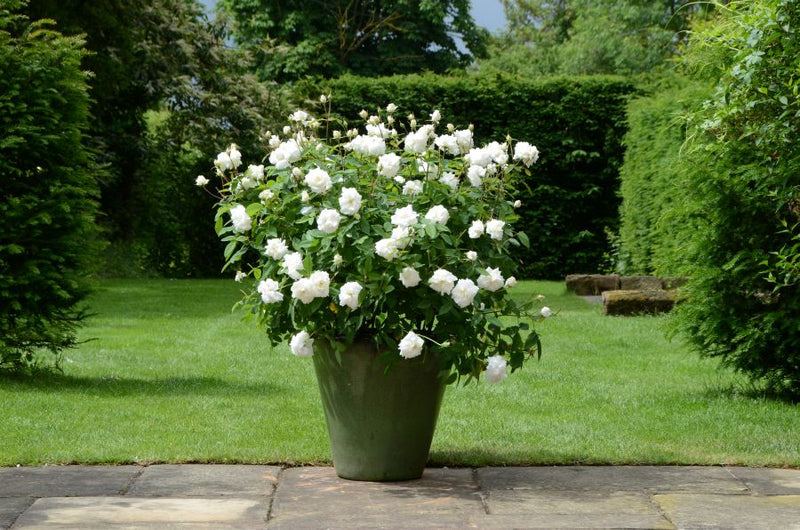 Rose David Austin Susan William Ellis Bare Root