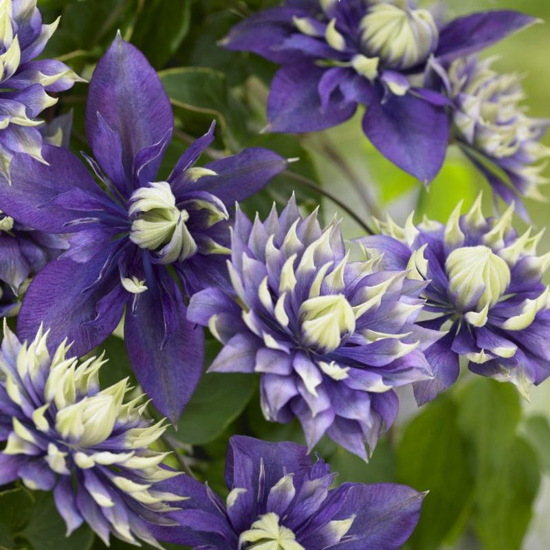 Clematis Taiga - 1 Gallon