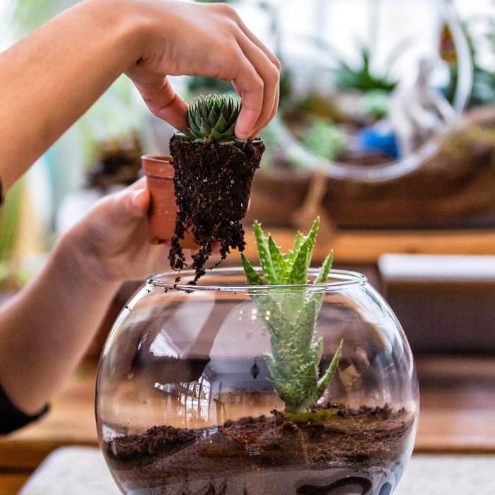 WORKSHOP Terrarium Creation