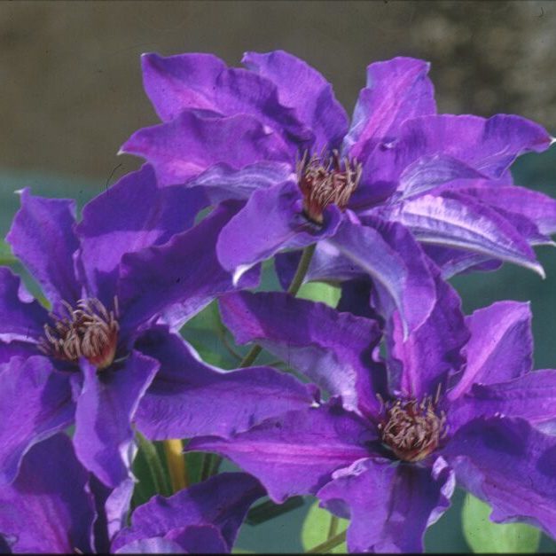 Clematis The President - 1 Gallon