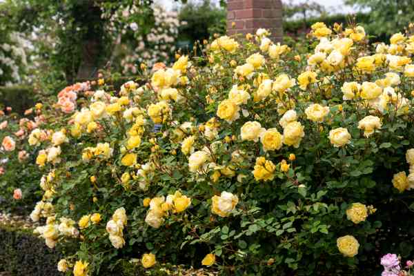 David Austin Poet's Wife Rose - 3 Gallon