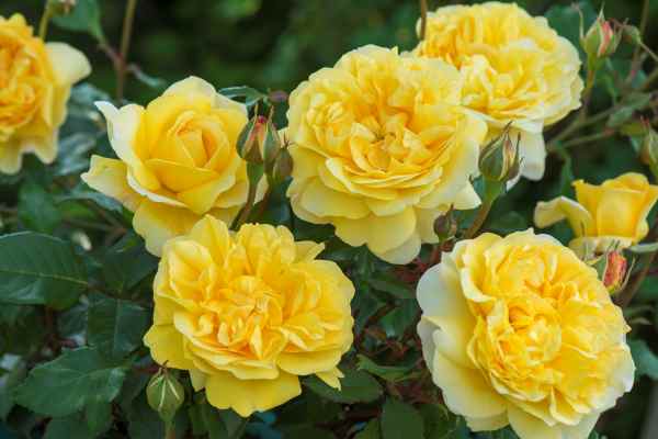 David Austin Poet's Wife Rose - 3 Gallon