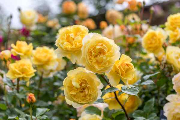 David Austin Poet's Wife Rose - 3 Gallon