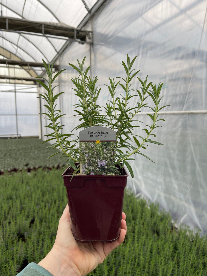 Rosemary Tuscan Blue - Quart