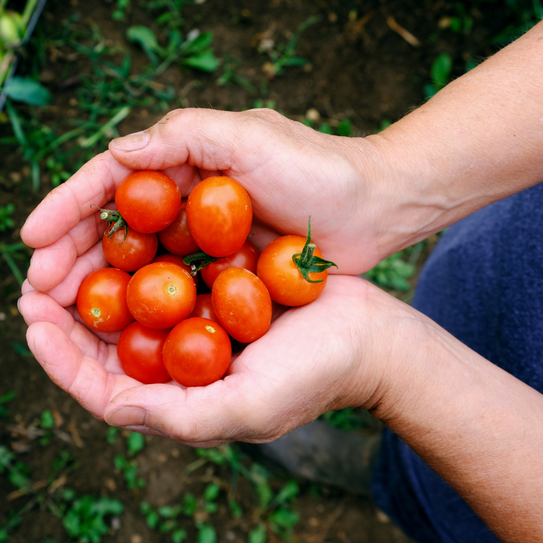 U-Pick Tomatoes Available Now!
