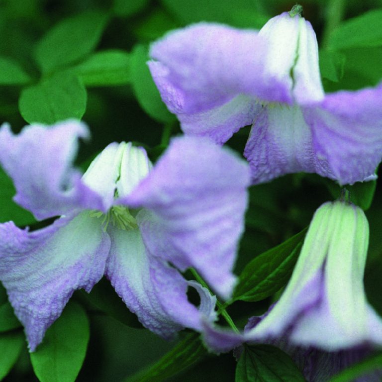 Clematis Betty Corning - 1 Gallon