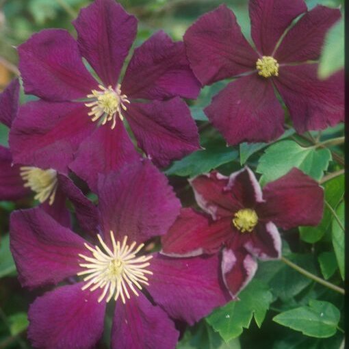 Clematis Viticella Etoile Violette - 1 Gallon