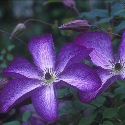 Clematis Violacea - 1 Gallon