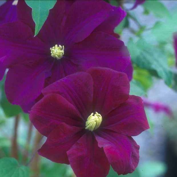 Clematis Warsaw Nike - 1 Gallon
