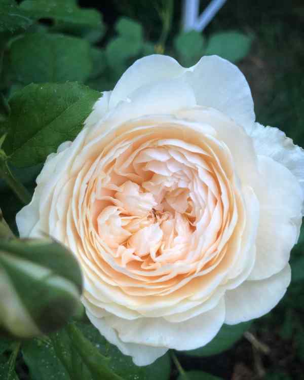 David Austin Roses Windermere