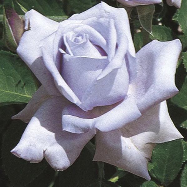 Blue Girl Bare Root Rose