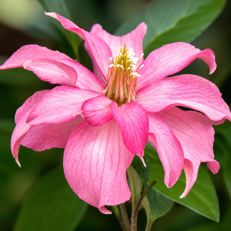 Clematis Broughton Star - 1 Gallon