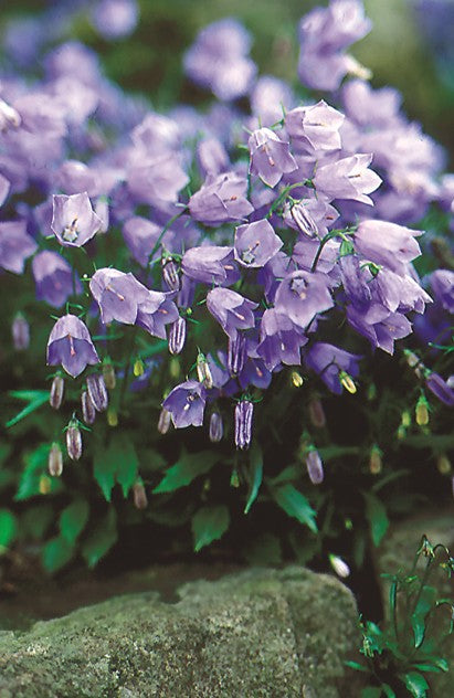 Campanula Bavarian Blue - 3.5"