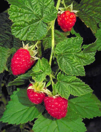 Dave Wilson Canby Red Raspberry - 1 Gallon