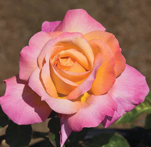 Chicago Peace Rose - 3 Gallon