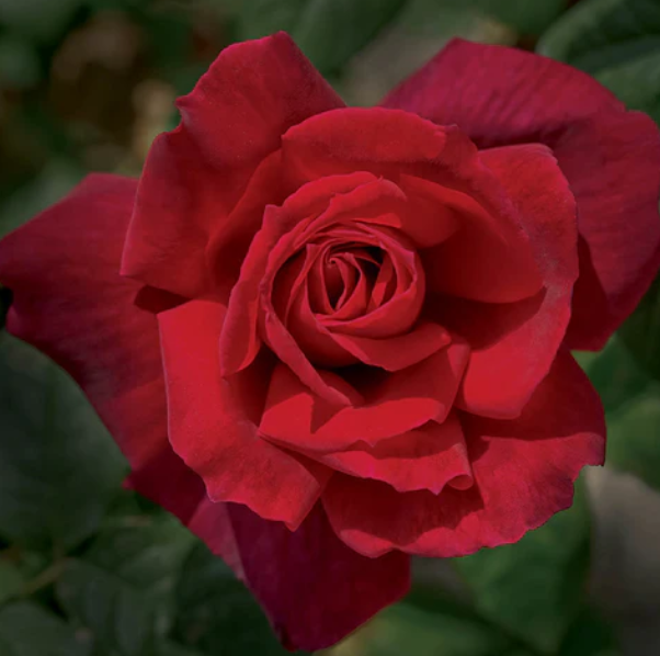 Chrysler Imperial Rose - 3 Gallon