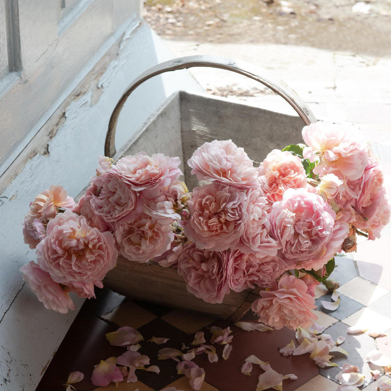 Rose David Austin Eustacia Vye Bare Root